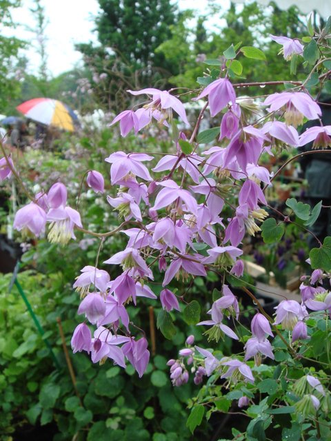 Thalictrum delavayi fleur